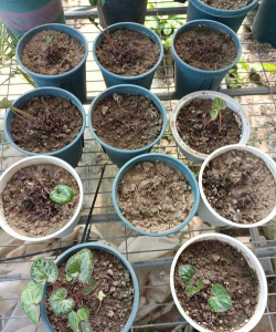 家庭养花用生根粉