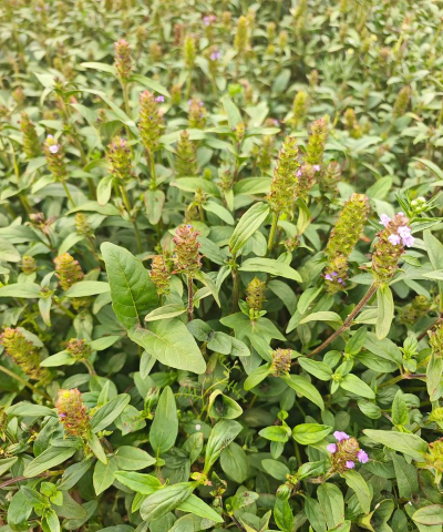 中药夏枯草什么时间种植