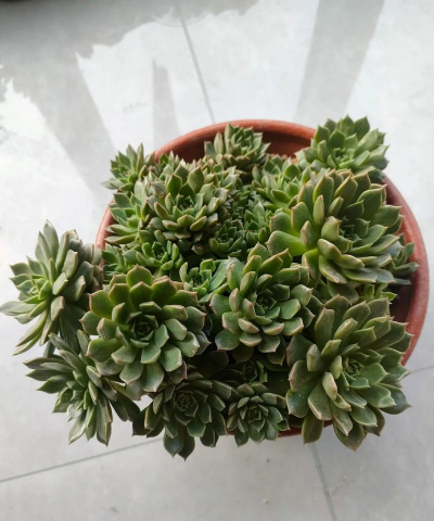 奥利维亚怎么养爆