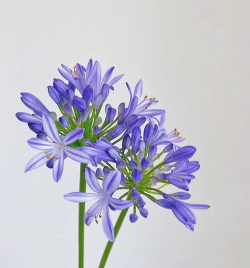 蓝色的君子兰叫什么品种