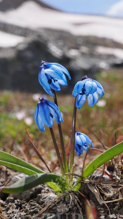 东西伯利亚有什么花