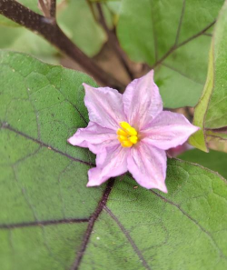 茄子蒂养花