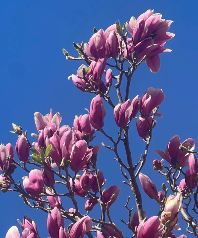 白玉兰花什么季节开花