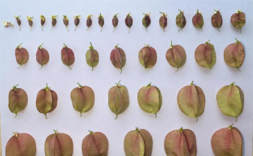 栾树果的油脂部分是什么