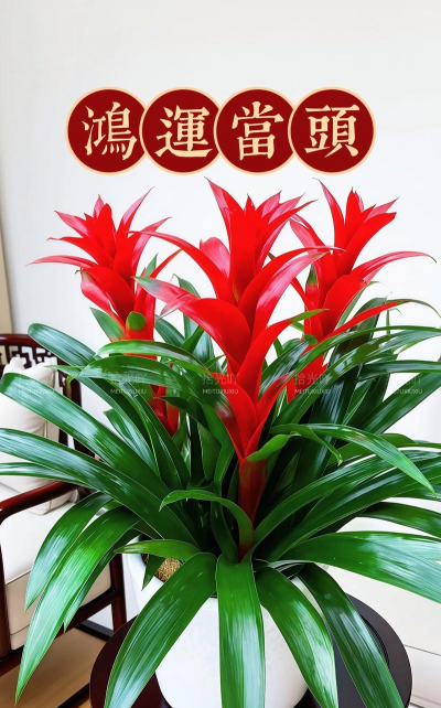 红运当头花什么时候开