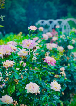 夏天月季花长什么样