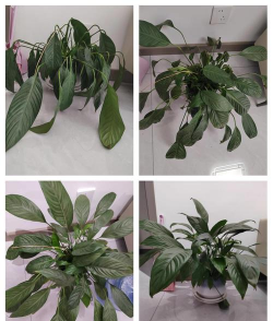 家庭养花用生根粉