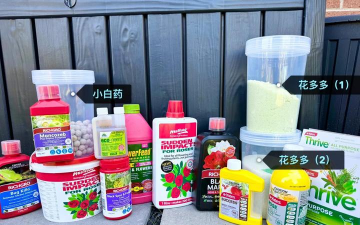 家庭养花用生根粉