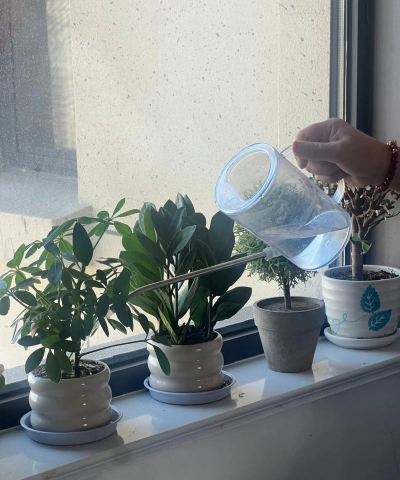 家庭养花用生根粉