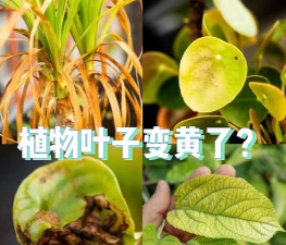 云杉叶子发黄怎么办