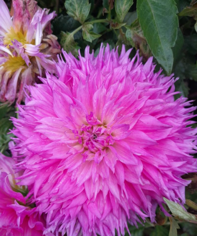 大丽菊是什么季节的花