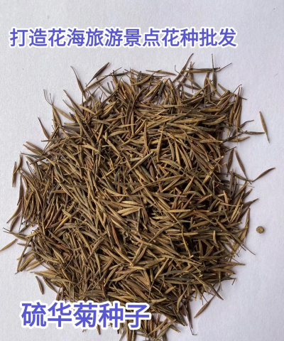 秋英的种子什么样的