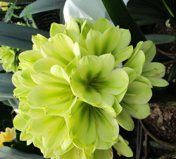 君子兰青叶是什么原因