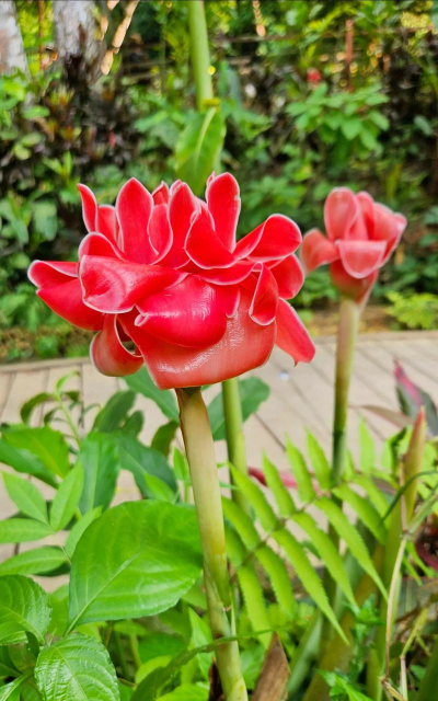 花是硬的红色花是什么