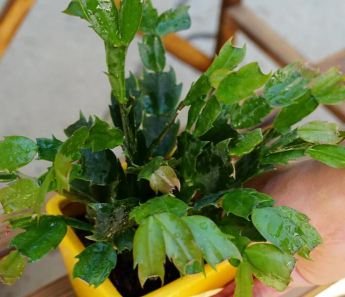 家庭养花用生根粉