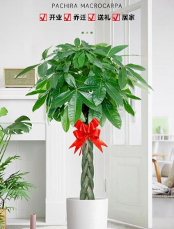 发财树花盆可以栽什么树