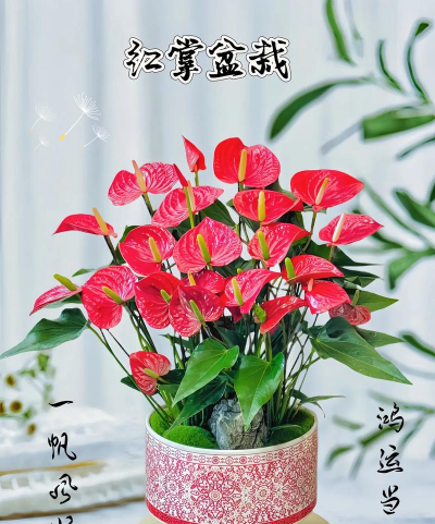 大叶红掌叫什么名字