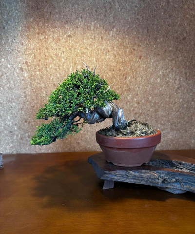 针柏盆景一般什么价位