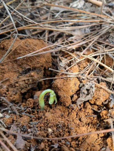 三七什么时候发芽