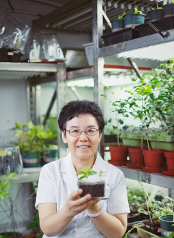 家庭养花用生根粉