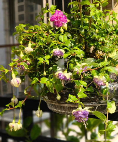 家庭养花用生根粉