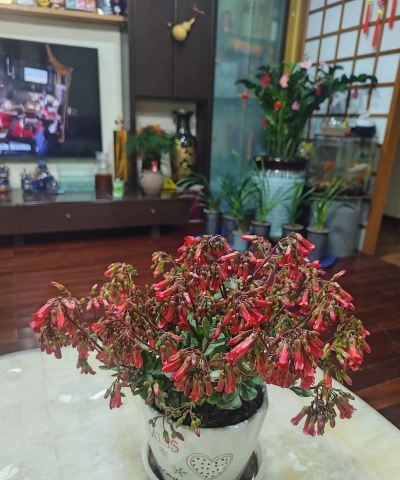 家庭养花用生根粉