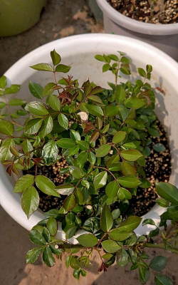 月季没开花怎么看品种