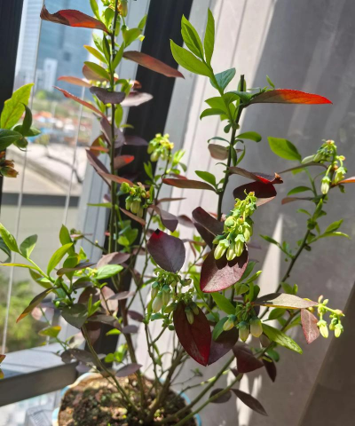 家庭养花用生根粉