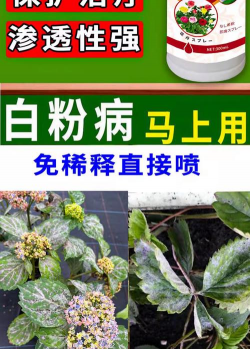 家庭养花用生根粉