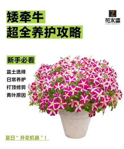 家庭养花用生根粉