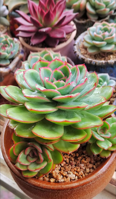 家庭养花用生根粉