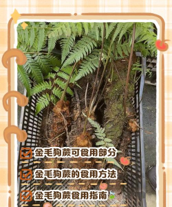 金毛狗蕨用什么来消毒