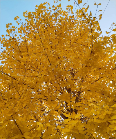 什么树和银杏树最配