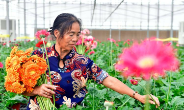 家庭养花用生根粉