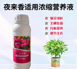 夜来香用什么肥长得快 夜来香用什么肥长得快