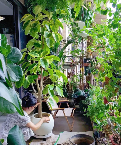 养花人在干啥 养花人在干啥