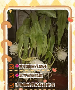 昙花开过花后怎么修剪 昙花开过花后怎么修剪