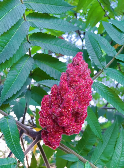 火炬树的叶子叫什么名字