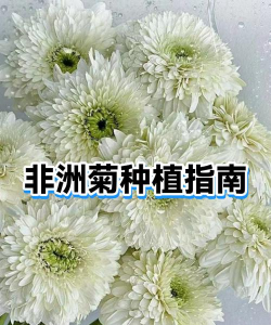 非洲菊如何施肥