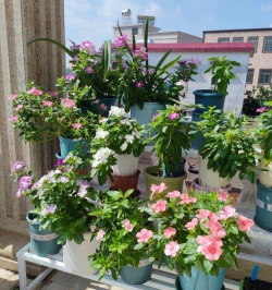 家庭养花用生根粉