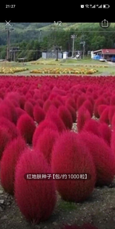 地肤红的种子怎么种
