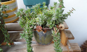 家庭养花用生根粉