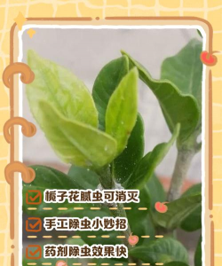 栀子花生腻虫怎么办