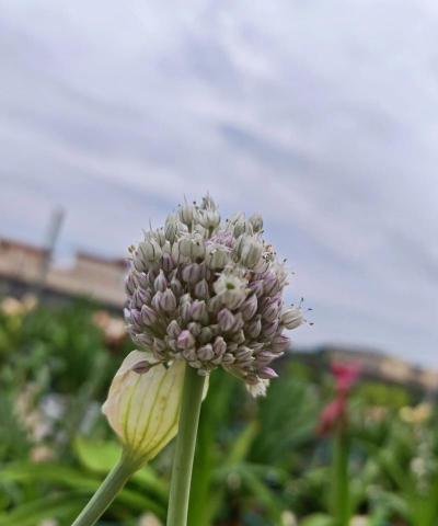 大蒜大蒜花是什么样子的