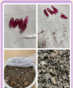 家庭养花用生根粉