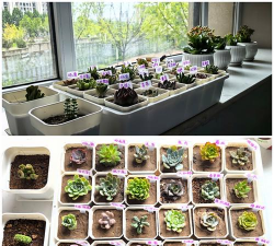 家庭养花用生根粉