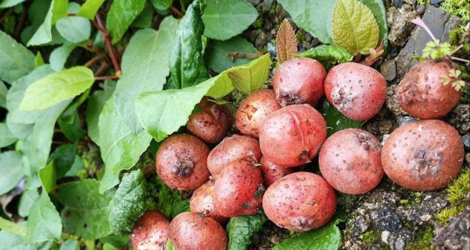 家庭养花用生根粉