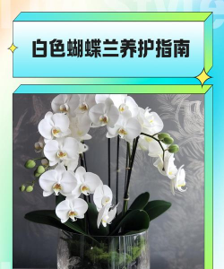 南非白色蝴蝶兰怎么养