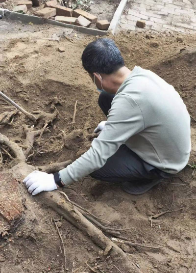 家庭养花用生根粉