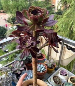 多肉植物黑莓怎么爆盆